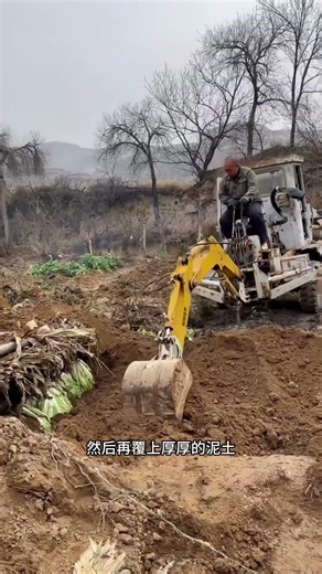 白菜越冬的土办法，零成本的天然冰箱 #冬储白菜 #白菜 #涨知识