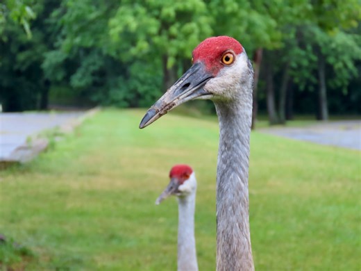 Watch for these birds to return as spring arrives in Michigan