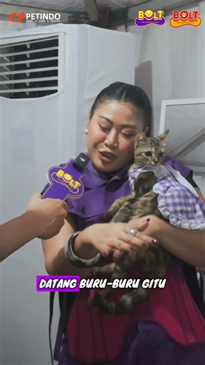 Ketika kucing BOIYEN bisa ngomong! #BOLTVERSARY9th