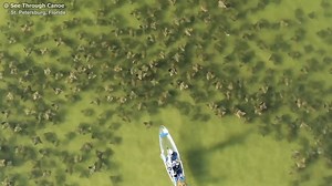 MIGRATING RAYS: An almost unbelievably large fever of cownose rays was spotted off St. Pete this weekend by the folks at See Through Canoe. #WeLiveHere STORY: https://bit.ly/2DQxpXV | FOX 13 News - Tampa Bay