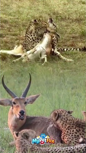 Cheetah Tumbangkan Antelop! 🐆🔥 Aksi Cepat & Brutal di Alam Liar!