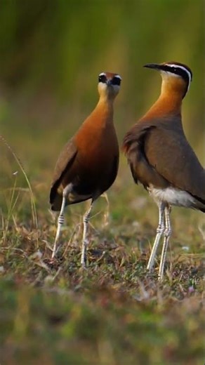 Indian courser male female bhandara|#shorts