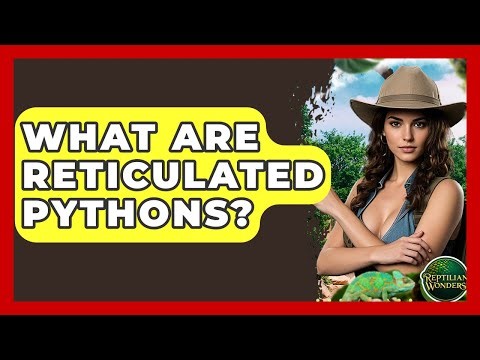 What Are Reticulated Pythons? - Reptilian Wonders