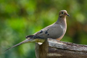 What Does It Mean When A Mourning Dove Visits You? 2, 3 Or 4?!