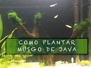 How to plant Java moss - Planted Aquarium