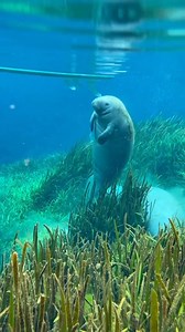 Stand up paddle boarding with manatees 🤩 Whether you’re seeking a memorable encounter with manatees, a serene nature getaway, or thrilling outdoor adventures, Manatee Springs in Florida offers a remarkable experience for nature lovers and outdoor enthusiasts alike. Save this for your next trip to Florida 🌴 🎥 @supmomx2 📍 Manatee Springs State Park in Florida | Matador Network
