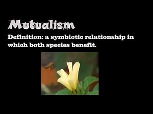 Symbiotic Relationships
