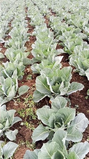 CABBAGE FARMING MADE EASY#garden #farmers #cabbage