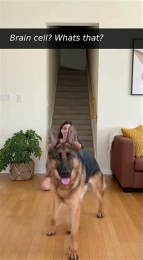 Teaching My German Shepherd to Dance (Wholesome Fail + Cuddles)