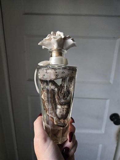 Juvenile Hypo Red Tail Boa Wet Specimen in a Vintage Perfume Bottle With Ceramic Flower Stopper. Formalin Fixed Taxidermy Reptile Oddities - Etsy