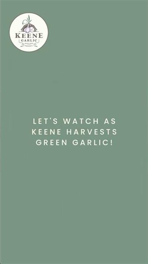 How to Harvest Green Spring Garlic 🌱🧄 #shorts