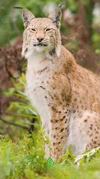 Nobody expected this: the Iberian lynx is causing the rabbit population to grow 🐾🐇