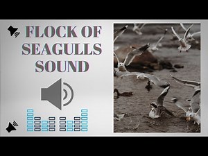 flock of seagulls sound effect