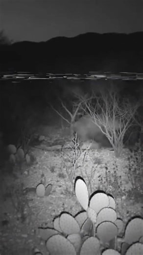 El CHUPACABRA Caught on Camera? Terrifying Chupacabra Video and Sighting in Southwest Backyard