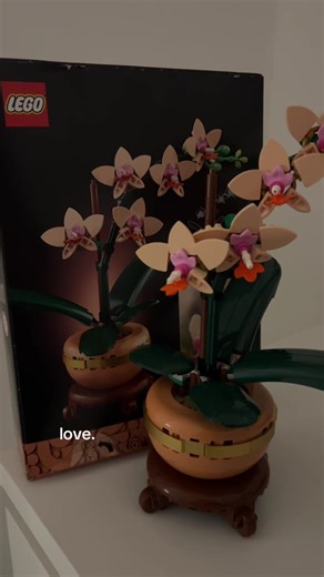 Beautiful Mini Orchids Care Guide
