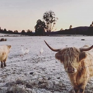 96K views · 1.9K reactions | Who's the boss of this farm?  Snow crunching, geese honking...and the cattle are quiet. What a lovely insight into farm life in the Central Highlands. : katypotaty77 on Instagram via #ABCMyPhoto - filmed at Tarraleah, Tasmania | ABC Northern Tasmania | Facebook