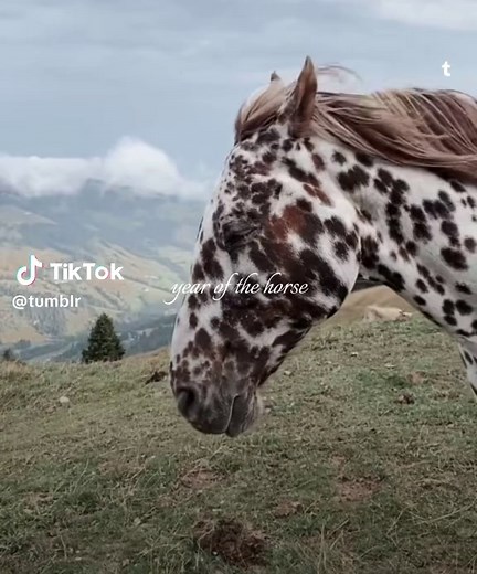 Celebrate the Year of the Horse: Happy Lunar New Year!