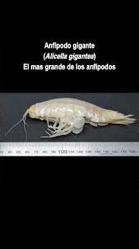 Little giants #biology #zoology #animals #education #giants #endangeredspecies #wildlife