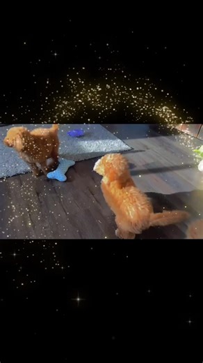 PuppySpot on Instagram: "Sweet curls and even sweeter personalities ✨ Meet our adorable Goldendoodle pups: Pebbles and Annie (females, 10 weeks old), and Barkley (male, 10 weeks old). All are beautiful apricot in color, and our handsome Charlie (red) has already found his forever family ❤️🐾 Three still stealing hearts, one already home ✨ Which pup has your attention? #Goldendoodle #GoldendoodlePuppies #DoodlePuppies #ApricotGoldendoodle #RedGoldendoodle #DoodleLove #PuppyLove #PuppyGram #PuppyL