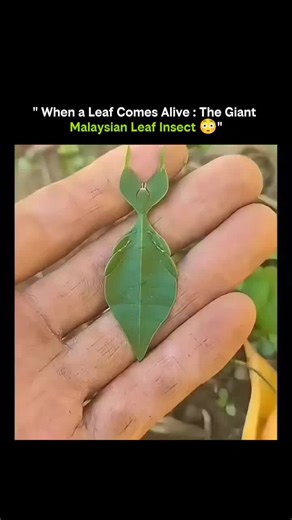 SCIENCE | HISTORY | KNOWLADGE on Instagram: "When a leaf comes alive, you’re looking at the giant Malaysian leaf insect—one of nature’s most convincing illusions. Its body perfectly mimics a real leaf, complete with veins, uneven edges, and even bite marks. This incredible camouflage protects it from predators by blending seamlessly into its surroundings. When it moves, it sways gently like a leaf in the wind, making the disguise even more convincing. This isn’t magic—it’s evolution at its fines