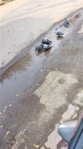 bird's in this swimming pool