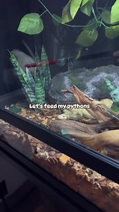 0 table manners, but 100% ready to eat 🐍 - 𓆙 - #snakes #ballpython #ballpythonsofig #reptilekeeper #snakefeeding | Roxy Sanders