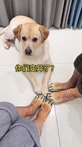 The dog's reaction when we put on paw socks. #puppylove #dog #cat #puppies #pet #doglovers #love #doglife #doglover #dogs | Annie