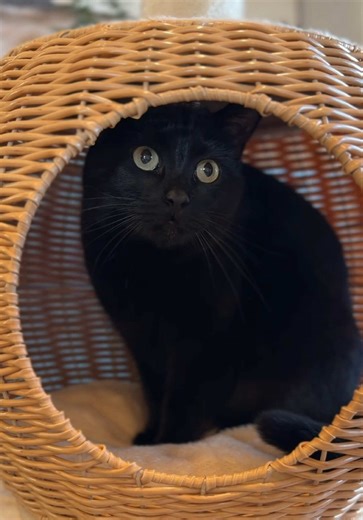 Stylish Rattan Cat Tree Ideas for Aesthetic Homes