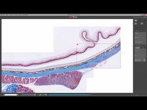 Jenoptik Gryphax Software Panorama Feature