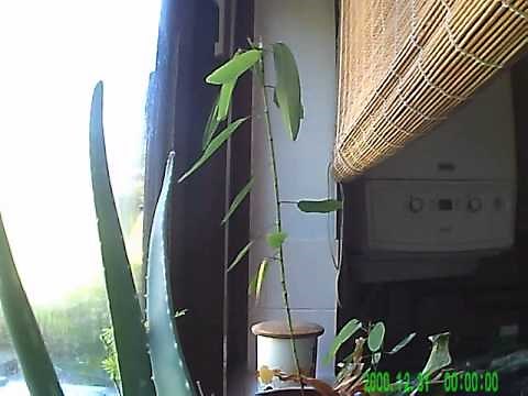 Telegraph plant (Codariocalyx motorius) timelapse movement