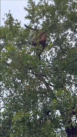 Territorial Battle | Two Leopards Fighting High in a Tree | #wildlife