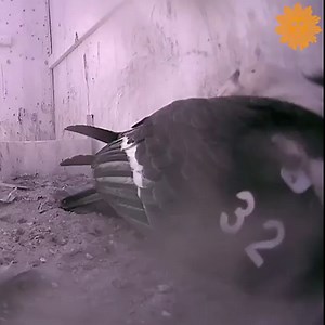 14K views · 584 reactions | Ten critically endangered California condor chicks hatched at the Oregon Zoo’s Jonsson Center for Wildlife Conservation in Portland this season, the biggest batch born in the zoo’s 18-year conservation effort. | CBS Sunday Morning | Facebook