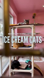 3.3K views · 72 reactions | 39 cats and kittens, from one single...