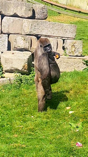 Gorilla casually standing up! #gorilla #standing #asmr | gorillareel