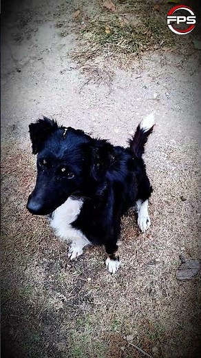 Noises for dogs to react to #funny #petsounds #dogs