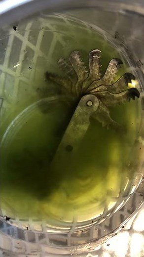 Rust removal with CLR in the ultrasonic