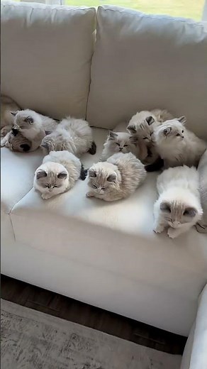 The kittens are 10 weeks old now