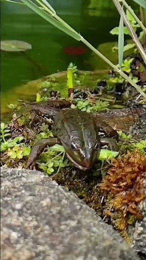 Frog Jumping and Eating Insect in Slow Motion | #shorts