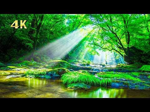 【4K】森の中にある小川の絶景｜ピアノのリラックス音楽｜新緑の大自然と川の音・自然音
