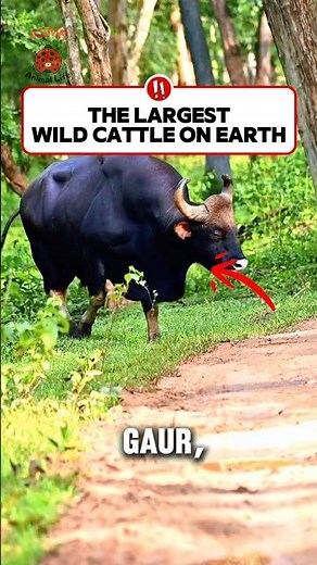 The World's Most Muscular Beast! 💪🐂