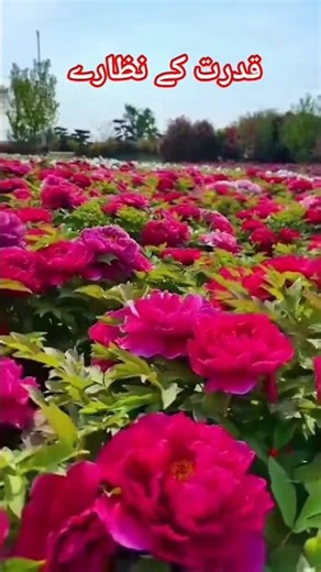Beautiful Pink Peony Flower Garden | Nature's Beauty in Full Bloom 4K