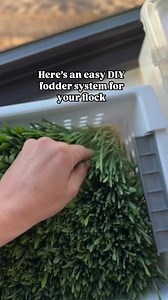 1.6M views · 20K reactions | I have been using this fodder system since 2015! It’s a great way to make sure your flock and other animals get green grass year round! | My Whole Homestead | Facebook