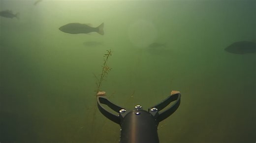 The bass are back at the docks again. Took drone out today 11-6-25 at around 4 pm. Just driving around and had many curious bass hanging out about 8 to10 feet deep. Sorry about the round dot in video. I had a air bubble stuck to the lens. | Mickey Stanley