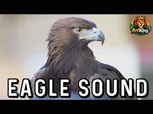 What Sound Does an Eagle Make? Real Eagle Sound 🦅