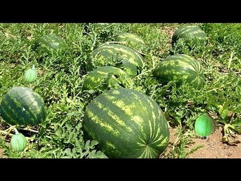 How To Prune Watermelon Plants: Pruning Watermelon Vines