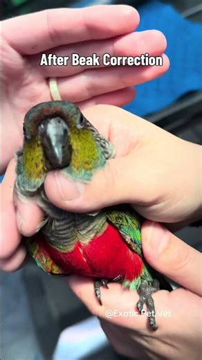 Before and After Conure Beak Trim and Shaping