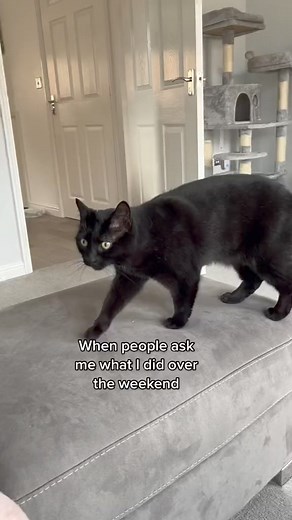#cat #blackcat #weekend #monday #funny | Gangstacats
