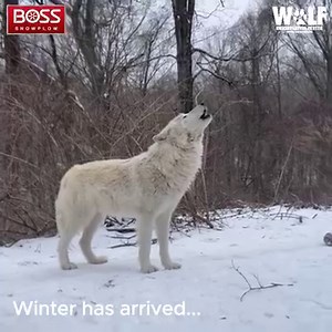 16K views · 5.8K reactions | Thanks to BOSS Snowplow, we now have a "wolf among sheep" snowplow to help us battle the winter months! Our new SR Mag has a zero turn radius, v-plow, and a direct drop salt spreader. With features like that, we're ready for snow! #BOSSSponsoredContent | Wolf Conservation Center | Facebook