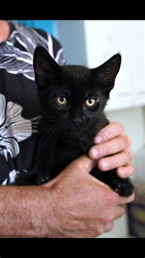 🌟 Nos chats et chatons à l'adoption 🌟 Venez nous rendre visite 𝗺𝗮𝗿𝗱𝗶 𝗮𝘂 𝗱𝗶𝗺𝗮𝗻𝗰𝗵𝗲 𝗱𝗲 𝟭𝟰𝗵 à 𝟭𝟳𝗵 🐾 Le refuge est ravi de vous proposer 6 adorables chatons âgés de 2 mois et demi🍼, ainsi que 3 jeunes chats de 2 ans à adopter. Ces petits trésors sont prêts à embellir votre quotidien avec leur douceur et leur espièglerie. | Refuge Animalier de Canet en Roussillon