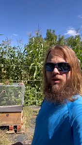 We have LOTS of native trees that we will be shipping bare root this fall. Now taking preorders! You can place an order on our website www.livingsoiltreefarm.com or you can follow the link on our profile page. I will continue to add and update inventory throughout fall as I dig more trees. Right now we have lots of hazelnut, Chickasaw plum, elderberry, willow, honey locust, paw paw, chestnut, persimmons and many more. We also have some tree seed available with more seed to come as the harvest se
